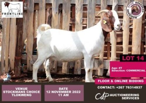 1 x BOER GOAT COMMERCIAL EWE MODISAME