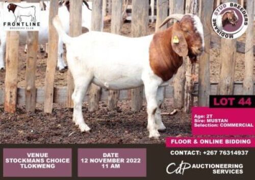 1 x BOER GOAT COMMERCIAL BUCK MODISAME