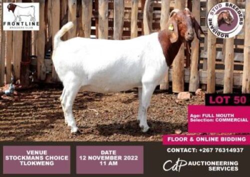 1 x BOER GOAT COMMERCIAL EWE MODISAME