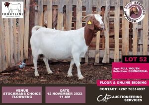 1 x BOER GOAT COMMERCIAL EWE MODISAME