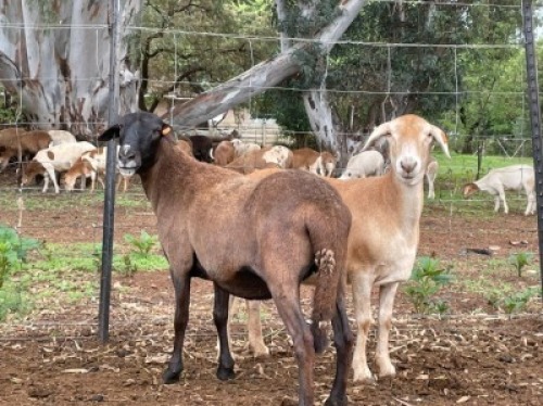 2X MEATMASTER EWE OLIVEBRANCH MEATMASTERS (Pay per piece to take the lot)