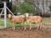 2X MEATMASTER COMMERCIAL EWE OLIVEBRANCH MEATMASTERS (Pay per piece to take the lot)