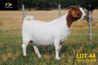 LOT 44 1X BOER GOAT STUD PREGNANT DOE COLLEN BOERDERY