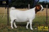 LOT 44 1X BOER GOAT STUD PREGNANT DOE COLLEN BOERDERY - 2