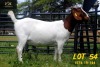 LOT 54 1X BOER GOAT STUD DOE COLLEN BOERDERY