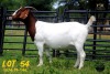 LOT 54 1X BOER GOAT STUD DOE COLLEN BOERDERY - 2