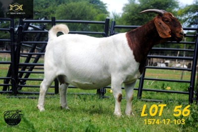 LOT 56 1X BOER GOAT STUD PREGNANT DOE COLLEN BOERDERY