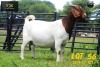 LOT 56 1X BOER GOAT STUD PREGNANT DOE COLLEN BOERDERY - 2