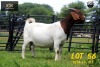 LOT 56 1X BOER GOAT STUD PREGNANT DOE COLLEN BOERDERY - 3