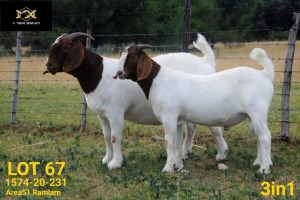 LOT 67 1+1 X BOER GOAT FLOCK PREGNANT DOE COLLEN BOERDERY