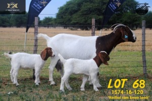 LOT 68 1+2X BOER GOAT FLOCK DOE COLLEN BOERDERY