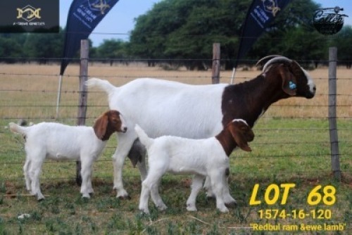 LOT 68 1+2X BOER GOAT FLOCK DOE COLLEN BOERDERY