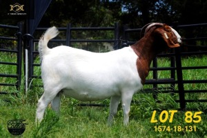 LOT 85 1X BOER GOAT FLOCK DOE COLLEN BOERDERY