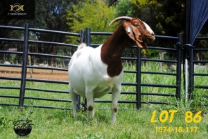 LOT 86 1X BOER GOAT FLOCK PREGNANT DOE COLLEN BOERDERY