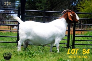 LOT 84 1X BOER GOAT STUD PREGNANT DOE COLLEN BOERDERY