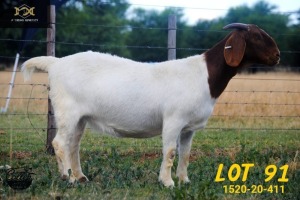 LOT 91 1X BOER GOAT STUD DOE COLLEN BOERDERY