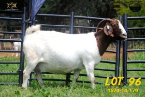 LOT 96 1X BOER GOAT FLOCK PREGNANT DOE COLLEN BOERDERY