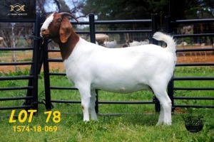 LOT 78 1X BOER GOAT STUD DOE COLLEN BOERDERY