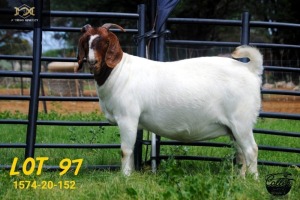 WITHDRAW - LOT 97 1X BOER GOAT DOE COLLEN BOERDERY