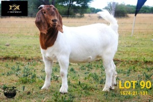 WITHDRAW - LOT 90 1X BOER GOAT DOE COLLEN BOERDERY