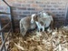 2X MEATMASTER COMMERCIAL EWE WIL-MAR MEATMASTERS (Pay per piece to take the lot)