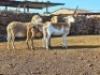 3X MEATMASTER COMMERCIAL EWE WIL-MAR MEATMASTERS (Pay per piece to take the lot)