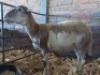 1X MEATMASTER COMMERCIAL EWE WIL-MAR MEATMASTERS - 2