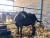1X MEATMASTER COMMERCIAL EWE WIL-MAR MEATMASTERS