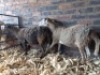 2X MEATMASTER COMMERCIAL EWE WIL-MAR MEATMASTERS (Pay per piece to take the lot)