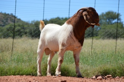 1X BOERBOK RAM Dome Africa Boergoat Stud - KUDDE