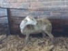 1X MEATMASTER COMMERCIAL EWE WIL-MAR MEATMASTERS