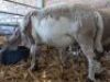1X MEATMASTER COMMERCIAL EWE WIL-MAR MEATMASTERS
