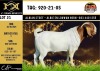 WITHDRAW - LOT 21 1X BOER GOAT BUCK ALBIAN BOERBOK STOET