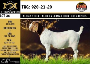 LOT 36 1X BOER GOAT PS DOE ALBIAN BOERBOK STOET