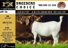 BREEDERS' CHOICE - LOT 26 1X BOER GOAT STUD DOE ALBIAN BOERBOK STOET