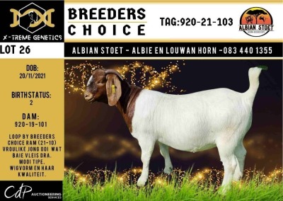 BREEDERS' CHOICE - LOT 26 1X BOER GOAT STUD DOE ALBIAN BOERBOK STOET