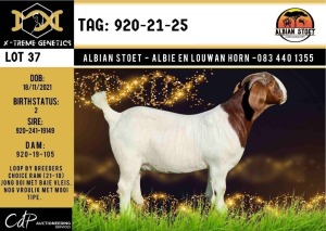 LOT 37 1X BOER GOAT STUD DOE ALBIAN BOERBOK STOET