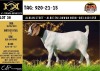 LOT 38 1X BOER GOAT FLOCK DOE ALBIAN BOERBOK STOET