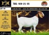 LOT 49 1X BOER GOAT PS DOE ALBIAN BOERBOK STOET