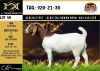 LOT 48 1X BOER GOAT FLOCK DOE ALBIAN BOERBOK STOET