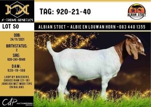 LOT 50 1X BOER GOAT FLOCK DOE ALBIAN BOERBOK STOET