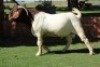 1X BOERBOK RAM Suzanne Van Dyk Boerbokstoet nr. 1714 - KUDDE - 3