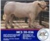 1 x CHAROLAIS BULL MARSHALL CHAROLAIS STUD