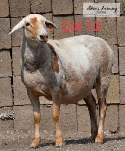 LOT 13 1 x MEAT MASTER EWE ADAMS FARMING
