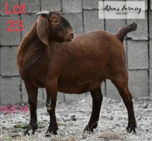 LOT 23 1 x KALAHARI RED EWE ADAMS FARMING