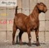 LOT 11 1 x KALAHARI RED EWE ADAMS FARMING - 2