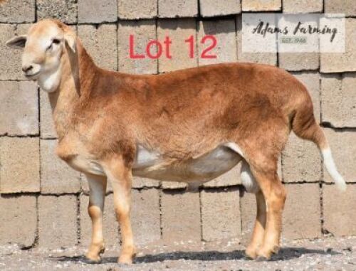 LOT 12 1 x MEAT MASTER RAM ADAMS FARMING