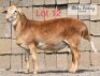 LOT 12 1 x MEAT MASTER RAM ADAMS FARMING