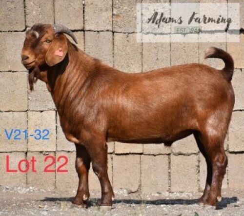 LOT 22 1 x KALAHARI RED BUCK ADAMS FARMING