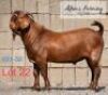 LOT 22 1 x KALAHARI RED BUCK ADAMS FARMING